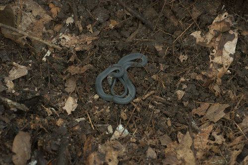 Ringneck Coffee Snake, Ninia diademata