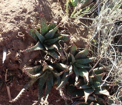 Aloe grandidentata