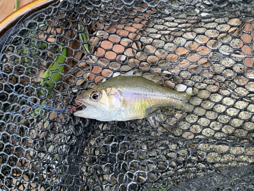 Bald glassy (Ambassis gymnocephalus) — Ambassidae — 2