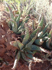 Aloe grandidentata