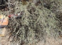 Eriocephalus spinescens