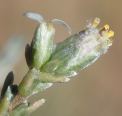 Eriocephalus spinescens