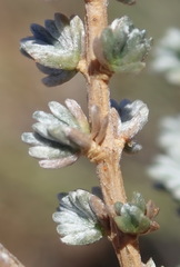 Eriocephalus spinescens