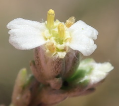 Eriocephalus spinescens