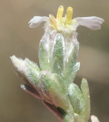 Eriocephalus spinescens