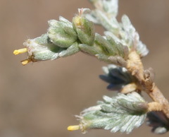 Eriocephalus spinescens