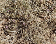Wahlenbergia denticulata
