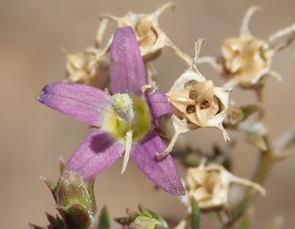 Wahlenbergia denticulata