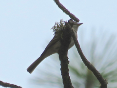 Empidonax wrightii