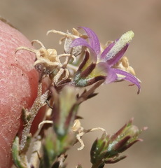 Wahlenbergia denticulata