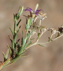 Wahlenbergia denticulata