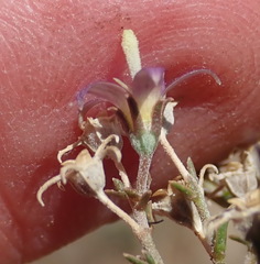 Wahlenbergia denticulata