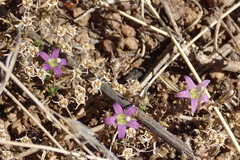 Wahlenbergia denticulata