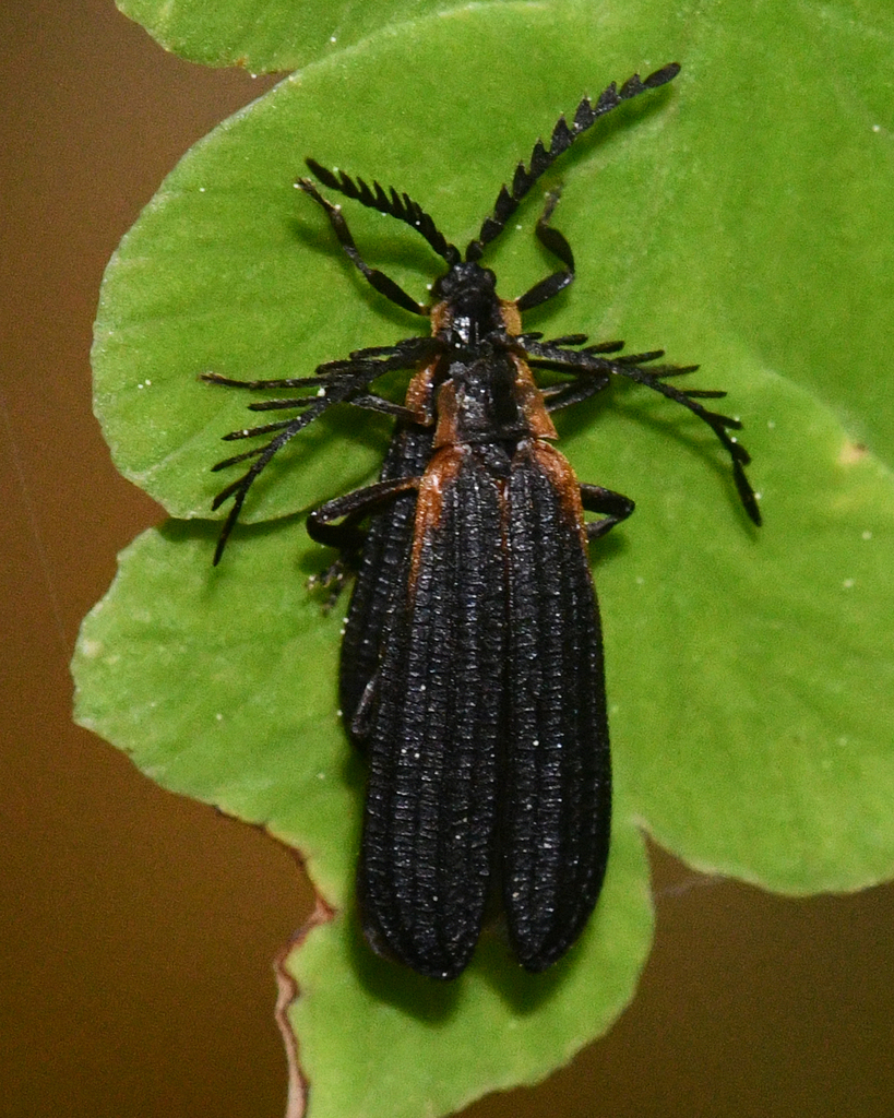 Leptoceletes basalis