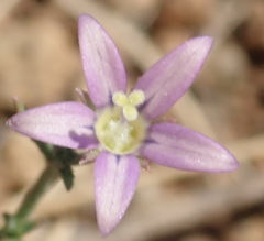 Wahlenbergia denticulata