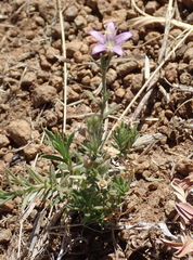 Wahlenbergia denticulata