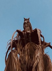 Bubo virginianus virginianus