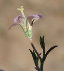 Wahlenbergia denticulata