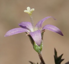Wahlenbergia denticulata