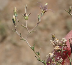Wahlenbergia denticulata