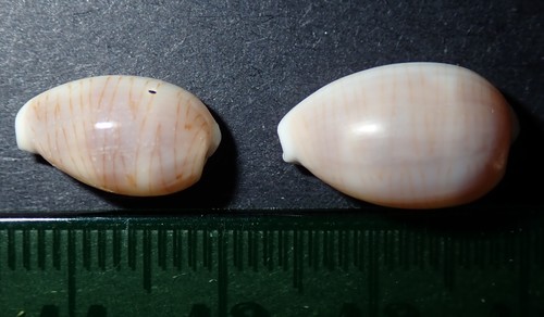 Palmadusta clandestina