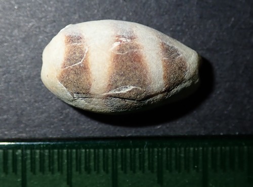 Palmadusta asellus