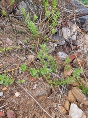 Patellifolia procumbens image