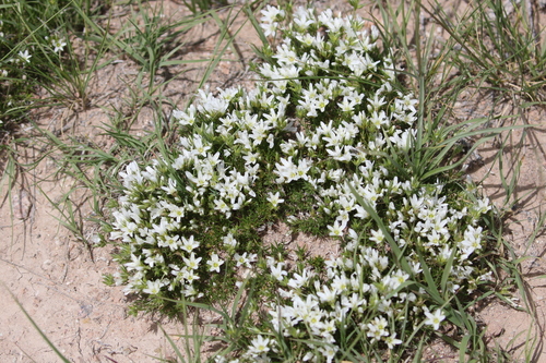 Image of Hooker's Sandwort (Eremogone hookeri) by (c) Brooke Smith, some rights reserved (CC BY)