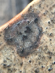 Aulographina eucalypti