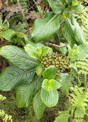 Hydrangea arguta