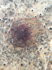 Aulographina eucalypti