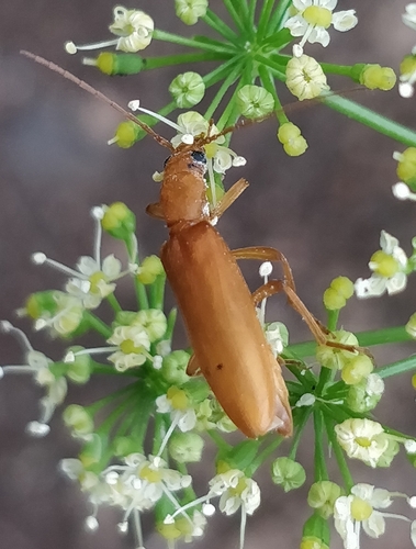 Nacerdochroa concolor