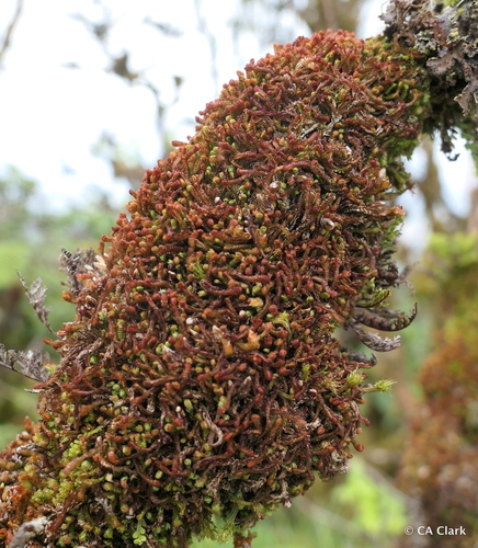 https://www.inaturalist.org/taxa/448632-Jamesoniella-robusta