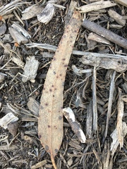 Aulographina eucalypti