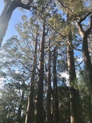Eucalyptus guilfoylei