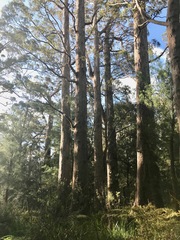 Eucalyptus guilfoylei