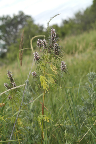 Leonurus glaucescens (Leonurus glaucescens)