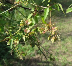 Serjania brachycarpa