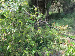 Serjania brachycarpa
