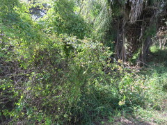 Serjania brachycarpa