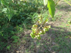 Serjania brachycarpa