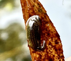 Erpobdella octoculata image