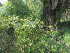 Serjania brachycarpa