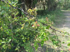 Serjania brachycarpa