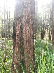 Allocasuarina decussata
