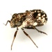 Decorated Piglet Bug - Photo (c) Mike Quinn, Austin, TX, some rights reserved (CC BY-NC), uploaded by Mike Quinn, Austin, TX