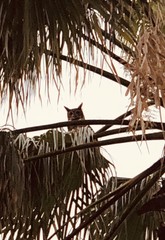 Bubo virginianus virginianus