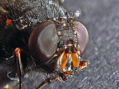Calliphoroides antennatis