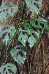 Monstera adansonii image