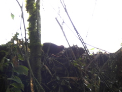 Odontophorus hyperythrus